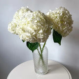 Load image into Gallery viewer, HYDRANGEAS NATURAL WHITE - Fresh Cut Flowers