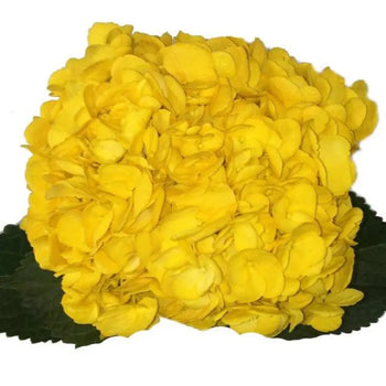 Yellow Painted Hydrangeas - Large blooms, perfect for weddings and events (BloombyBunches.ca)