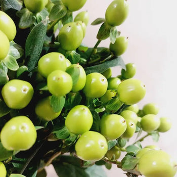 HYPERICUM BERRIES GREEN- DIY Wedding & Events Flowers - Green / 50CM / 10 - Fresh Cut Flowers