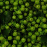 Load image into Gallery viewer, HYPERICUM GREEN - bloombybunches