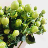 Load image into Gallery viewer, HYPERICUM BERRIES GREEN- DIY Wedding &amp; Events Flowers - Green / 50CM / 10 - Fresh Cut Flowers