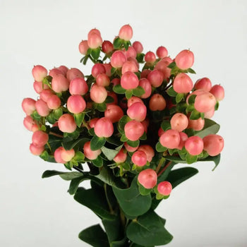 HYPERICUM BERRIES PINK- DIY Wedding & Events Flowers - Pink / 50CM / 10 - Fresh Cut Flowers
