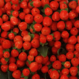 Load image into Gallery viewer, HYPERICUM PINK - bloombybunches