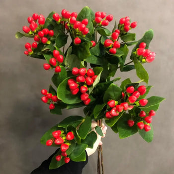 HYPERICUM BERRIES RED- DIY Wedding & Events Flowers - Red / 50CM / 10 - Fresh Cut Flowers