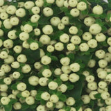 Load image into Gallery viewer, HYPERICUM WHITE - bloombybunches