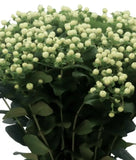 Load image into Gallery viewer, HYPERICUM WHITE - bloombybunches