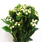 Load image into Gallery viewer, HYPERICUM BERRIES WHITE - DIY Wedding &amp; Events Flowers - White / 50CM / 10 - Fresh Cut Flowers