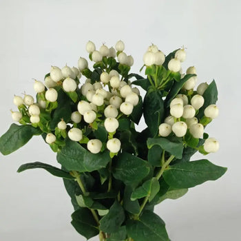 HYPERICUM BERRIES WHITE - DIY Wedding & Events Flowers - White / 50CM / 10 - Fresh Cut Flowers