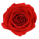 Load image into Gallery viewer, Ecuadorian Preserved Rose Red - 6 units