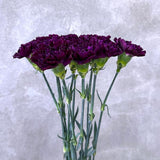 Load image into Gallery viewer, CARNATION MOONVISTA DEEP PURPLE