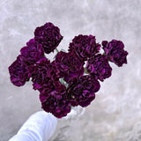 Load image into Gallery viewer, CARNATION MOONVISTA DEEP PURPLE