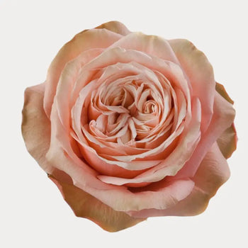 KAHALA PEACH GARDEN ROSE - bloombybunches