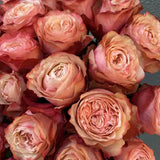 Load image into Gallery viewer, KAHALA BROWN GARDEN ROSE - Brown / 25 - Fresh Cut Flowers