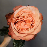Load image into Gallery viewer, KAHALA BROWN GARDEN ROSE - Brown / 25 - Fresh Cut Flowers