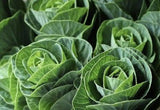 Load image into Gallery viewer, close up of green Kale-bloombybunches.ca