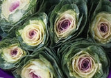 Load image into Gallery viewer, KALE LAVANDER - bloombybunches