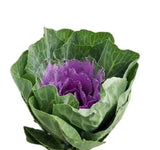 Load image into Gallery viewer, close up of Lavander Kale-bloombybunches.ca