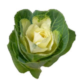 Load image into Gallery viewer, close up of white Kale-bloombybunches.ca