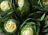 Load image into Gallery viewer, close up of white Kale-bloombybunches.ca