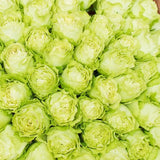 Load image into Gallery viewer, LEMONADE GREEN ROSE - Green / 50CM / 25 - Fresh Cut Flowers