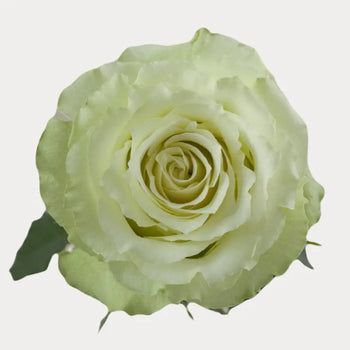 LEMONADE GREEN ROSE - bloombybunches
