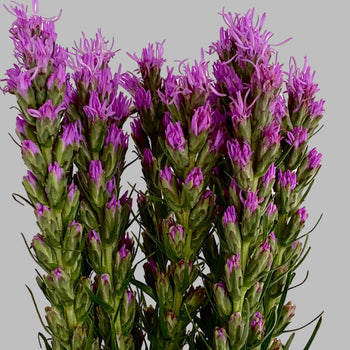 Liatris Purple flowers with tall green stems and dense clusters of small purple blooms on top against a gray background