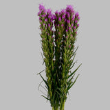 Load image into Gallery viewer, Liatris Purple
