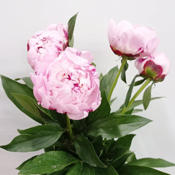 Fresh cut light pink peonies with lush petals and green leaves, 20 stems bouquet, elegant seasonal blooms