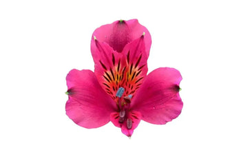 Single Hot Pink Peruvian Lily (Alstroemeria)-bloombybunches.ca