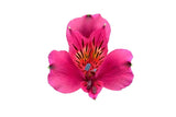 Load image into Gallery viewer, Single Hot Pink Peruvian Lily (Alstroemeria)-bloombybunches.ca