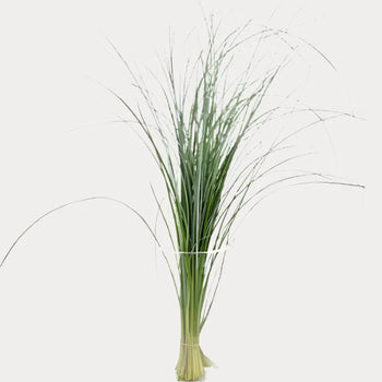 Lily Grass Green - Green / 25 - Greenery