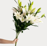 Load image into Gallery viewer, LILY ORIENTAL LIGHT PINK - bloombybunches
