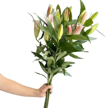 Lilly Oriental Pink Bouquet- bloombybunches