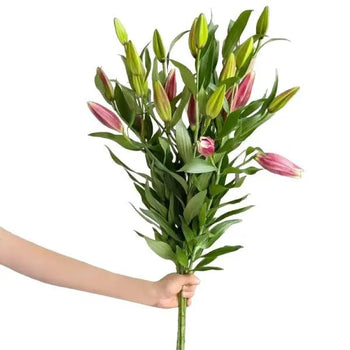 LILY ORIENTAL RED - Fresh Cut Flowers