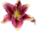 Load image into Gallery viewer, LILY ORIENTAL RED - Fresh Cut Flowers