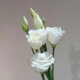 Load image into Gallery viewer, LISIANTHUS WHITE - DIY Wedding &amp; Events Flowers - White / 16 -20 Inch (60 CM) / 10 - Fresh Cut Flowers