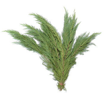 LEYLAND CYPRESS