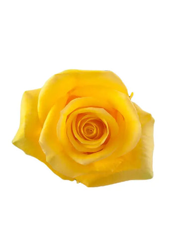 MOMENTUM YELLOW ROSE - bloombybunches