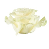 Load image into Gallery viewer, ROSE MONDIAL WHITE 50CM - bloombybunches
