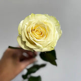 Load image into Gallery viewer, MONDIAL WHITE ROSE - White / 50CM / 25 - Flowers