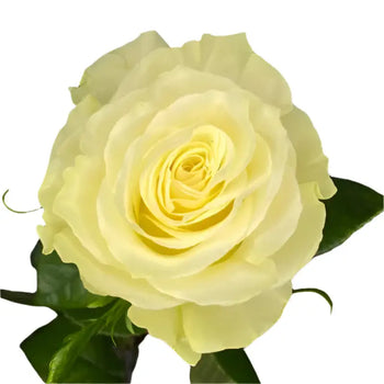 MONDIAL WHITE ROSE - White / 50CM / 25 - Flowers