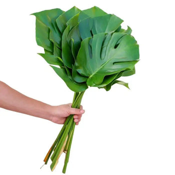 MONSTERA - bloombybunches