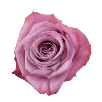 MOODY BLUES LAVANDER ROSE - bloombybunches