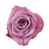 Load image into Gallery viewer, MOODY BLUES LAVANDER ROSE - bloombybunches
