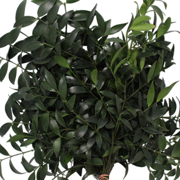 Nagi Greenery vibrant fresh green filler stems for bouquets and floral arrangements