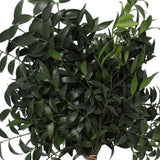 Load image into Gallery viewer, Nagi Greenery vibrant fresh green filler stems for bouquets and floral arrangements