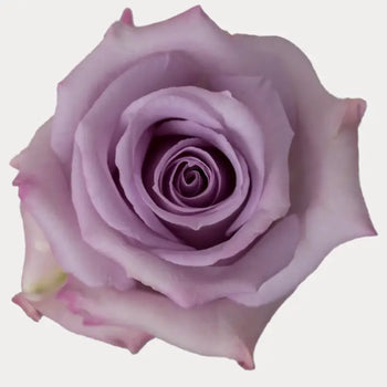 OCEAN SONG LAVENDER ROSE - Lavender / 60CM / 25 - Fresh Cut Flowers