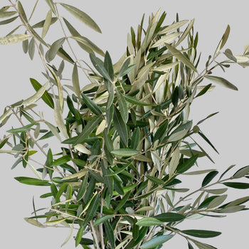Fresh-cut olive greenery with rich green and soft silver leaves, 10 stems per bunch, 15-20 inches long, ideal for floral arrangements and bouquets.
