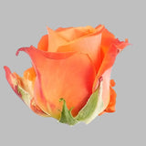 Load image into Gallery viewer, ROSE ORANGE CRUSH 50CM - bloombybunches