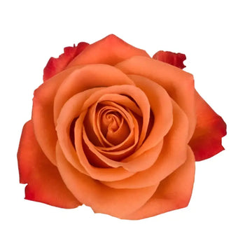 ORANGE CRUSH ROSE - Orange / 50CM / 25 - Fresh Cut Flowers